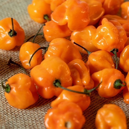 Peper 'Goro' / 'Goro Orange'