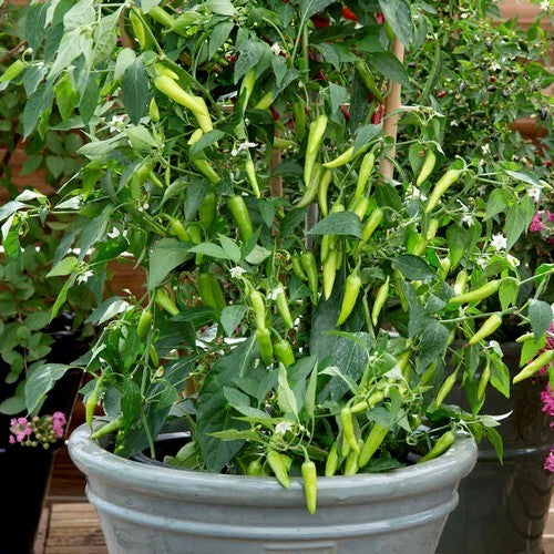 Pepper 'Gusto Green' F1