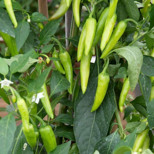 Pepper 'Gusto Green' F1