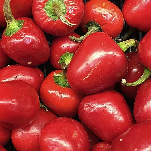 Peper 'Gundu Ramnath Pur'