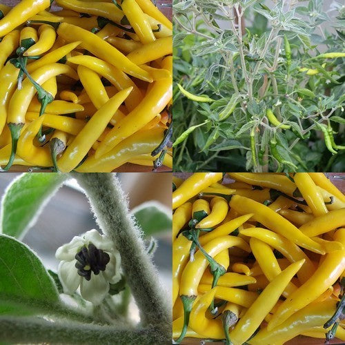 Peper 'Goat'S Weed Yellow''