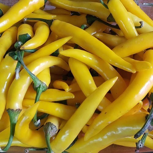 Peper 'Goat'S Weed Yellow''