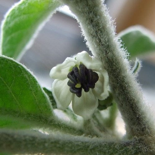 Peper 'Goat'S Weed Yellow''