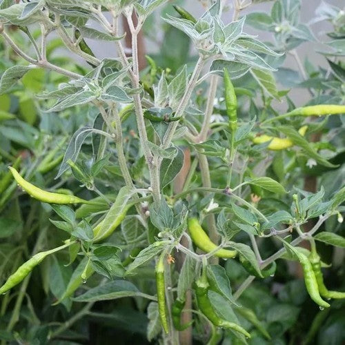 Peper 'Goat'S Weed Yellow''