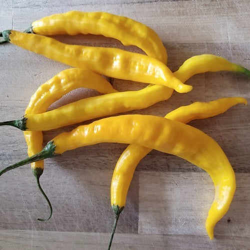 Pepper 'Guyana Hot' / 'Aji Guyana'
