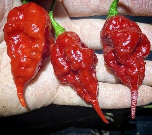 Peper 'Gasoline'