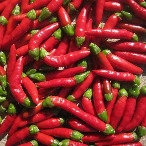Peper 'Hot Demon Red'