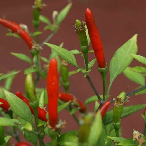 Peper 'Hot Demon Red'