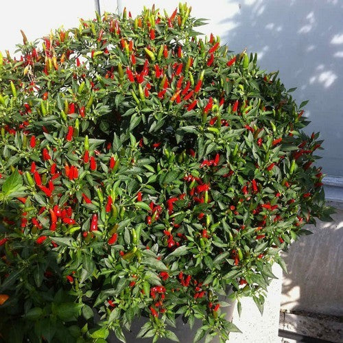 Peper 'Hot Demon Red'