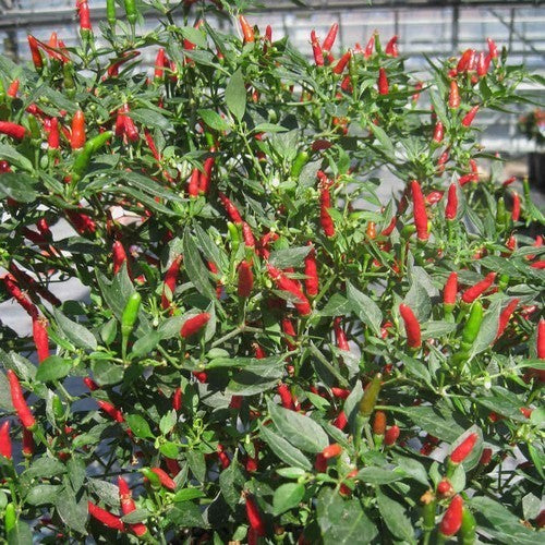 Peper 'Hot Demon Red'