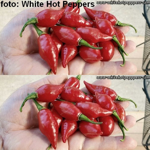 Pepper 'Hot Agata's Tongue'