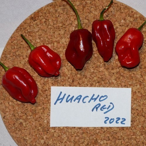 Peper 'Huacho Red'