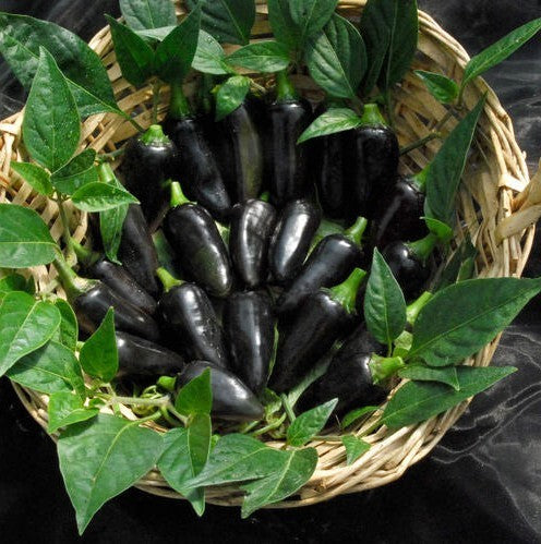 Peper 'Hungarian Black'