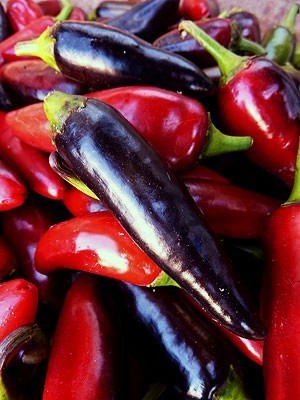 Peper 'Hungarian Black'