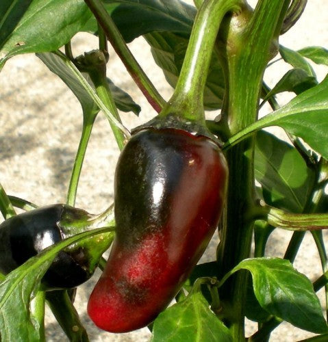 Peper 'Hungarian Black'