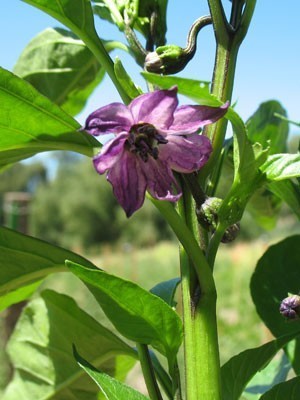 Peper 'Hungarian Black'