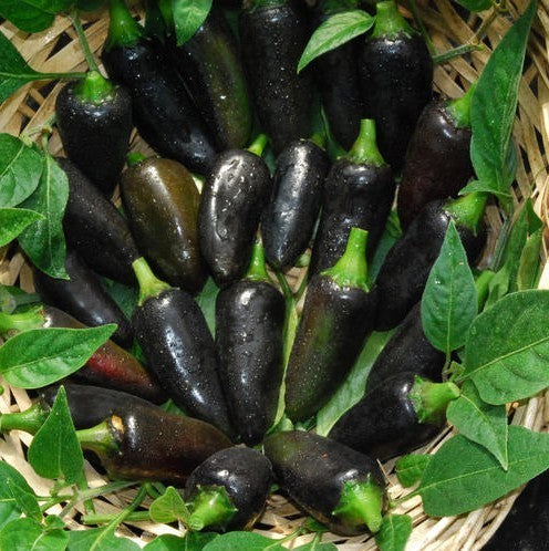 Peper 'Hungarian Black'
