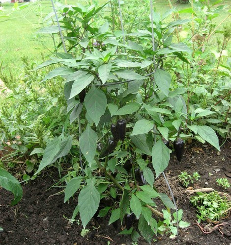 Peper 'Hungarian Black'