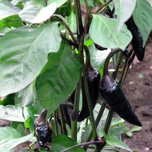 Peper 'Hungarian Black'