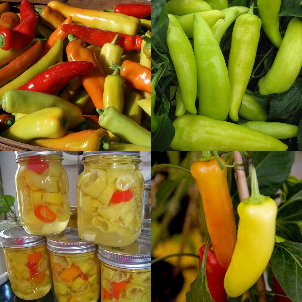 Peper 'Hungarian Yellow Wax' / 'Hungarian Hot Wax'