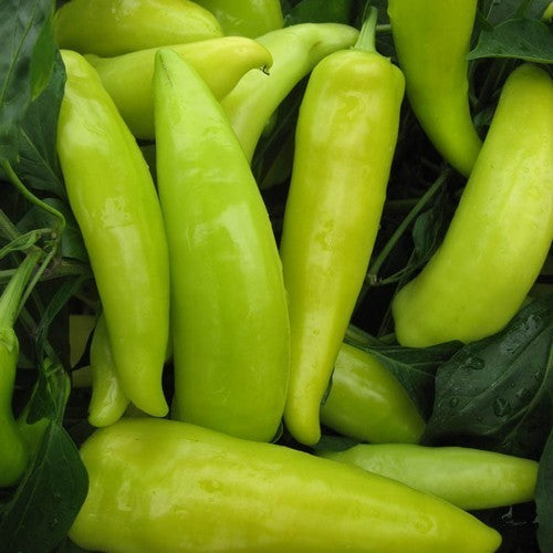 Peper 'Hungarian Yellow Wax' / 'Hungarian Hot Wax'