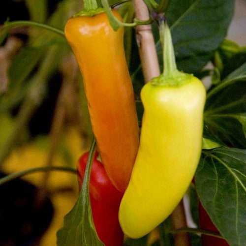 Peper 'Hungarian Yellow Wax' / 'Hungarian Hot Wax'