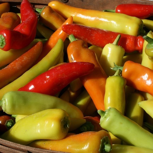 Peper 'Hungarian Yellow Wax' / 'Hungarian Hot Wax'