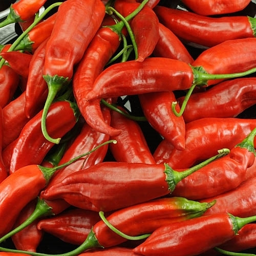 Peper 'Imbabura' / 'Aji Imbabura'