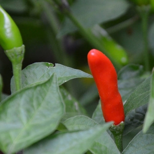 Pepper 'Inca Lost'