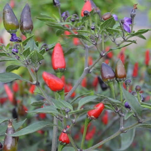 Pepper 'Italiano Adorno'