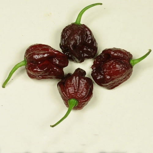 Peper 'Jafsh Black'