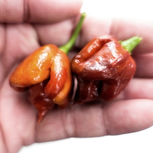 Peper 'Jafsh Black'