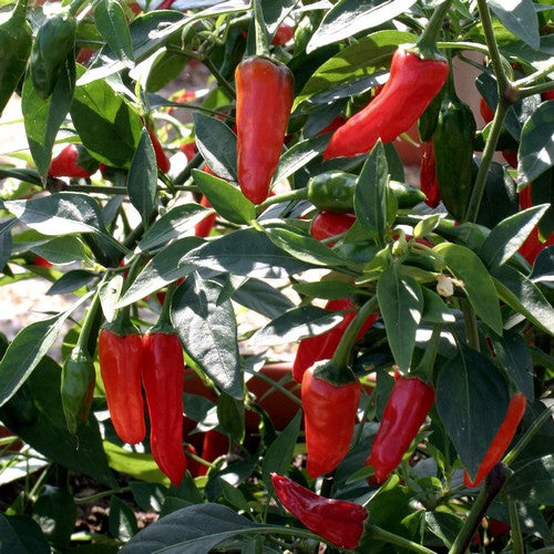 Peper '(Jalapeño) Apache'