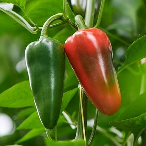 Pepper 'Jalapeno Dulce'