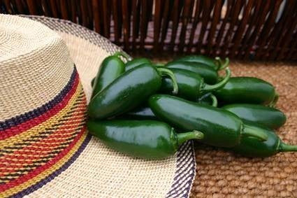 Peper 'Jalapeño (Early Hot)'