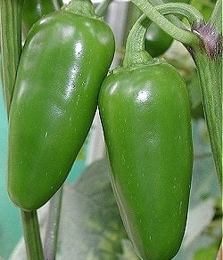 Peper 'Jalapeño (Early Hot)'