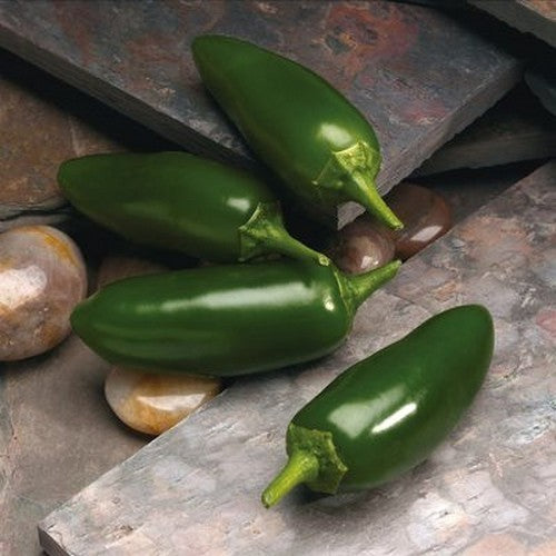 Peper 'Jalape±o Ruben'