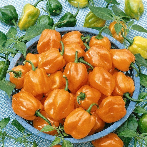 Pepper 'Jamaican Arancio' / 'Orange Jamaica'