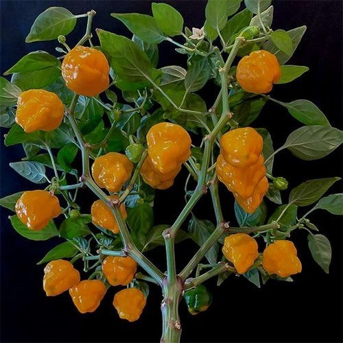 Pepper 'Jamaican Arancio' / 'Orange Jamaica'