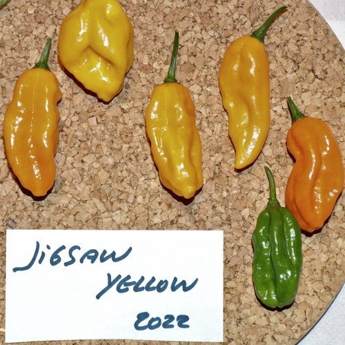 Peper 'Jigsaw Yellow' / 'Fatalii Gourmet Jigsaw Yellow'