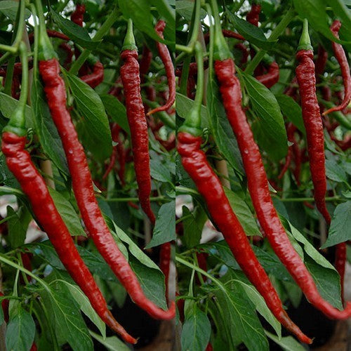 Peper 'Joe'S Long Cayenne' / 'Marie'S Annuum'