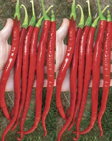 Peper 'Joe'S Long Cayenne' / 'Marie'S Annuum'