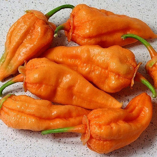 Peper 'Jigsaw Orange'