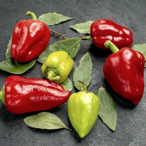 Peper 'Kampanaki'