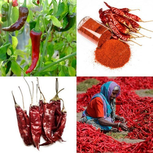 Peper 'Kashmiri Mirch'