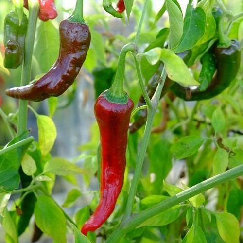 Peper 'Kashmiri Mirch'