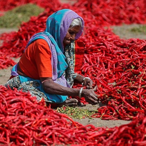 Peper 'Kashmiri Mirch'