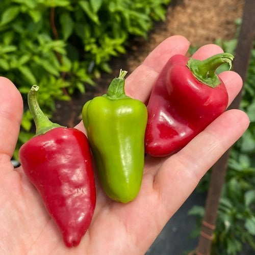 Peper 'Kardoula'