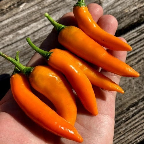 Pepper 'Large Orange Thai' / 'Thai Big Orange'