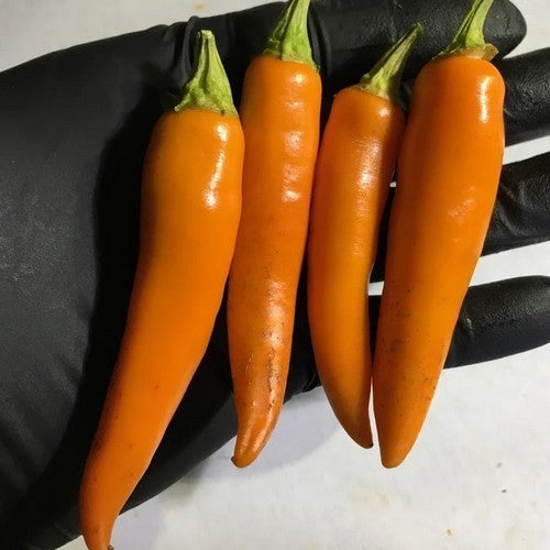 Pepper 'Large Orange Thai' / 'Thai Big Orange'
